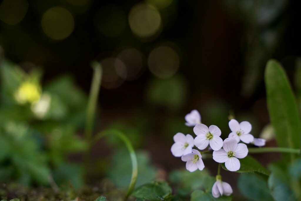 Makrofotografie von Wiesenschaumkraut mit dunklem Hintergrund