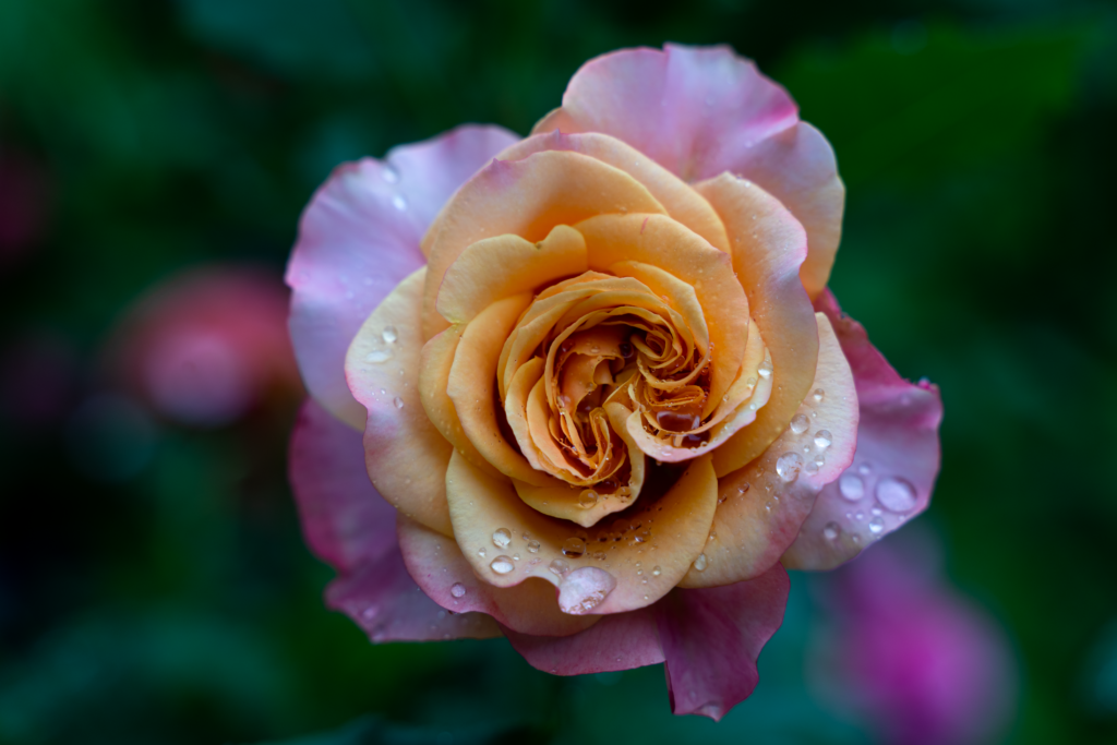 Makrofotografie einer rosafarbenen Rose